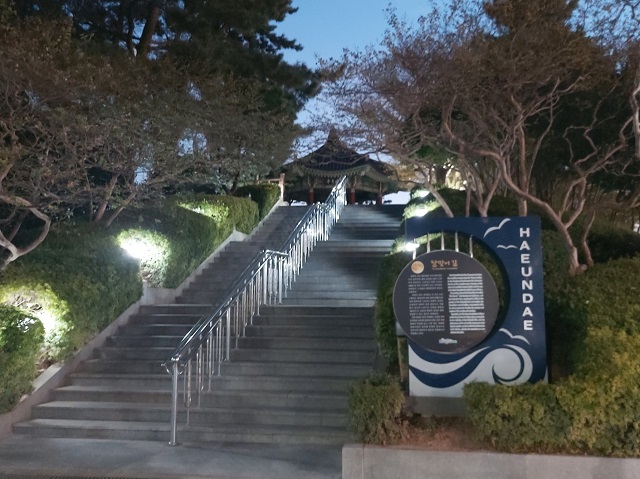 해월정 계단 계수나무